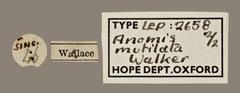 Anomis mutilata • All Rights Reserved Museum Label