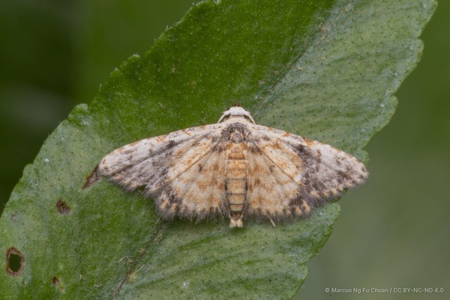Araeopteron rufescens • © Marcus Ng Fu Chuan • CC BY-NC-ND 4.0