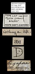 Asota isthmia • All Rights Reserved Museum Label