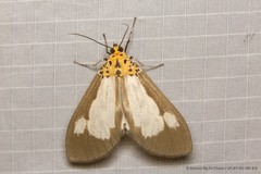 Asota plana