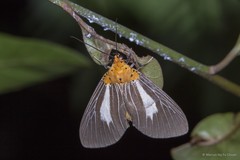 Asota subsimilis • © Marcus Ng Fu Chuan • All Rights Reserved