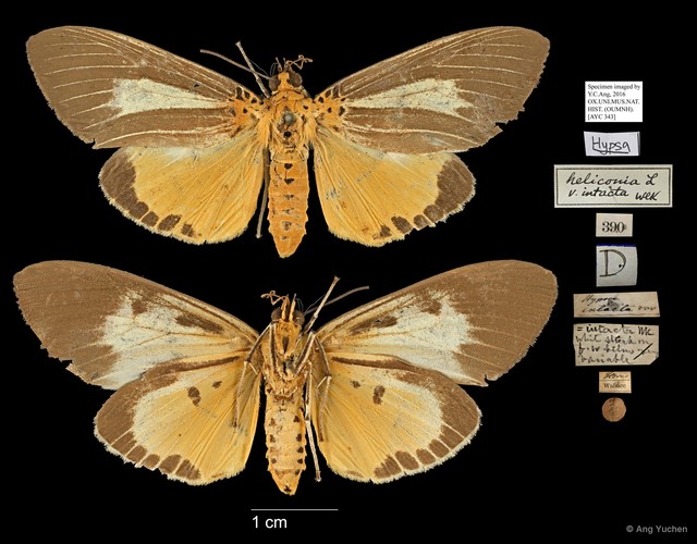 Asota subsimilis