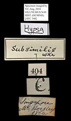 Asota subsimilis • All Rights Reserved Museum Label