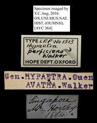 Avatha bubo • All Rights Reserved Museum Label