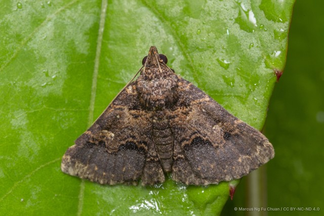 Bertula depressalis • © Marcus Ng Fu Chuan • CC BY-NC-ND 4.0