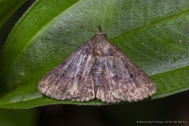 Bertula momusalis • © Marcus Ng Fu Chuan • CC BY-NC-ND 4.0