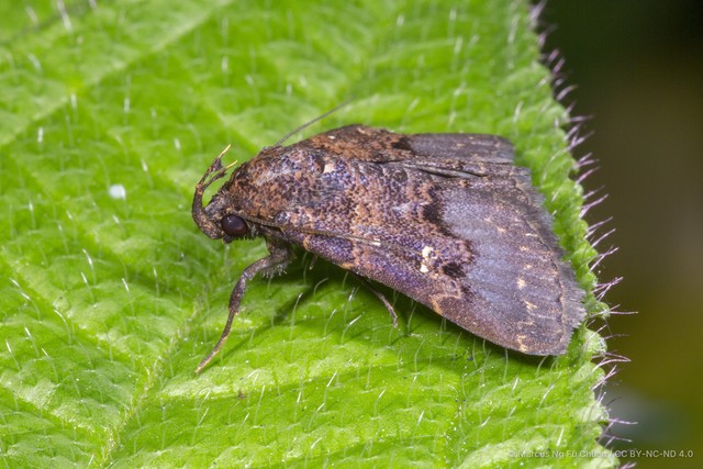 Bertula nigra • © Marcus Ng Fu Chuan • CC BY-NC-ND 4.0