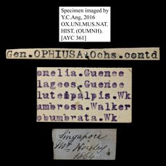 Buzara onelia • All Rights Reserved Museum Label