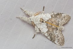 Calliteara horsfieldii