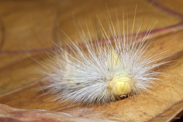 Calliteara horsfieldii