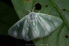 Carriola sp. "201281d1"