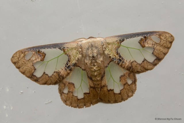 Carriola ecnomoda • © Marcus Ng Fu Chuan • All Rights Reserved