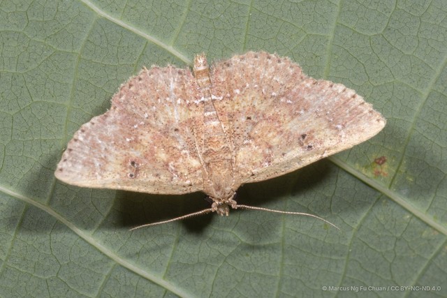 Cerynea punctilinealis • © Marcus Ng Fu Chuan • CC BY-NC-ND 4.0