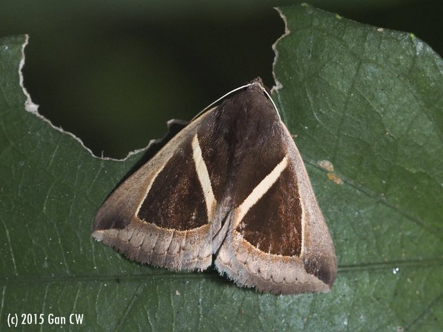 Chalciope mygdon • © Gan Cheong Weei • CC BY-NC 4.0