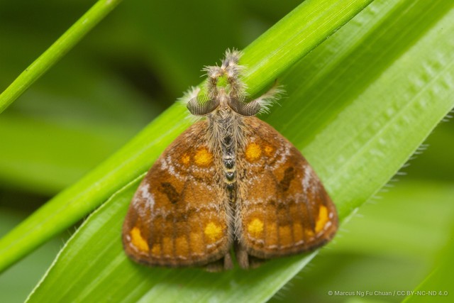 Clethrogyna turbata • © Marcus Ng Fu Chuan • CC BY-NC-ND 4.0