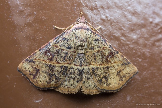 Condate sp. "d7672ccb" • © Marcus Ng Fu Chuan • All Rights Reserved