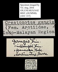 Creatonotos gangis • All Rights Reserved Museum Label