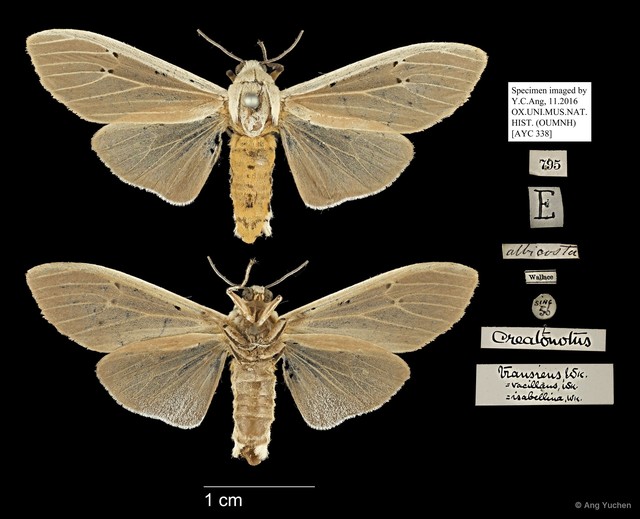 Creatonotos transiens