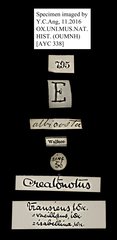 Creatonotos transiens • All Rights Reserved Museum Label
