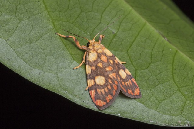 Cyme reticulata • © Marcus Ng Fu Chuan • All Rights Reserved