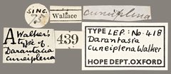 Darantasia cuneiplena • All Rights Reserved Museum Label