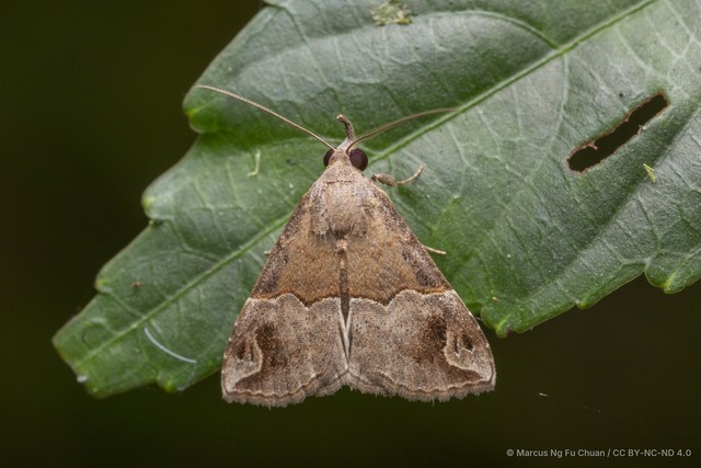 Dichromia cognata • © Marcus Ng Fu Chuan • CC BY-NC-ND 4.0