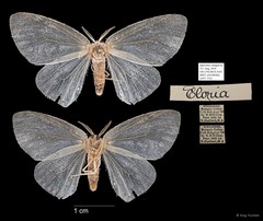 Eloria sp. "5181c962" • © Ang Yuchen • All Rights Reserved