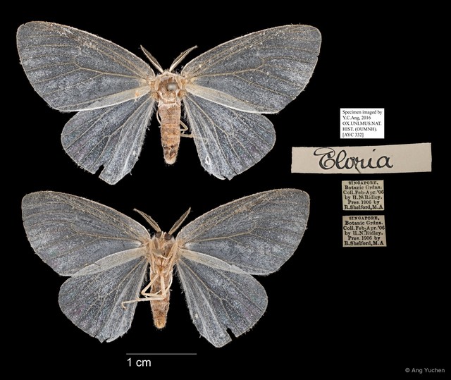 Eloria sp. "5181c962" • © Ang Yuchen • All Rights Reserved