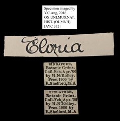 Eloria sp. "5181c962" • All Rights Reserved Museum Label