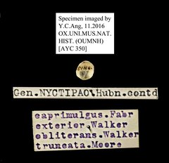 Erebus caprimulgus • All Rights Reserved Museum Label