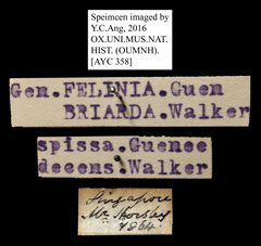 Erygia spissa • All Rights Reserved Museum Label