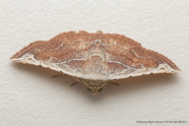 Eublemma albostriata • © Marcus Ng Fu Chuan • CC BY-NC-ND 4.0