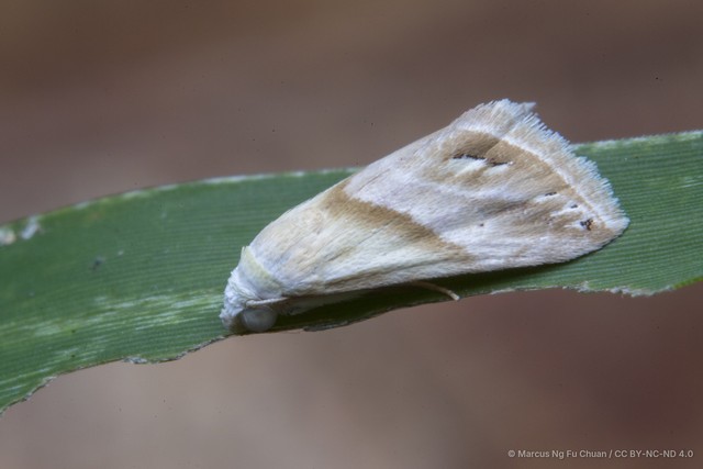 Eublemma (Eublemma) cochylioides • © Marcus Ng Fu Chuan • CC BY-NC-ND 4.0