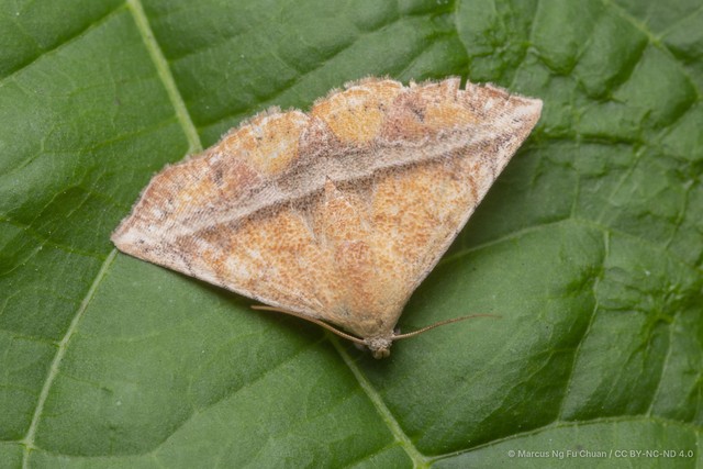 Eublemma crassiuscula • © Marcus Ng Fu Chuan • CC BY-NC-ND 4.0