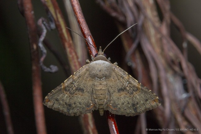 Eublemma silicula • © Marcus Ng Fu Chuan • CC BY-NC-ND 4.0