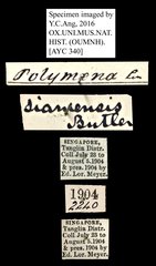 Euchromia polymena • All Rights Reserved Museum Label