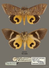 Eudocima discrepans • © OUMNH • All Rights Reserved