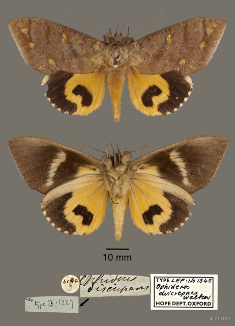 Eudocima discrepans