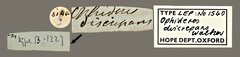 Eudocima discrepans • All Rights Reserved Museum Label