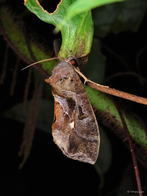 Eudocima phalonia • © Tiffany Lum • All Rights Reserved
