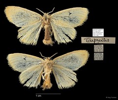 Euproctis sp. "5181c99b" • © Ang Yuchen • All Rights Reserved