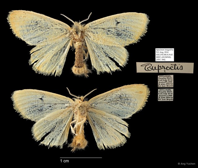 Euproctis sp. "5181c99b" • © Ang Yuchen • All Rights Reserved