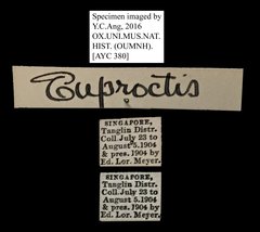Euproctis sp. "5181c99b" • All Rights Reserved Museum Label