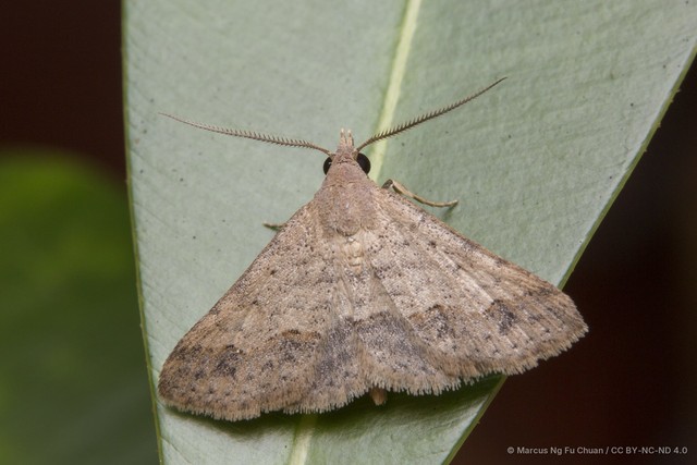 Gesonia obeditalis • © Marcus Ng Fu Chuan • CC BY-NC-ND 4.0