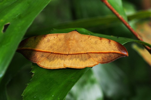 Hamodes propitia • © Gan Cheong Weei • CC BY-NC 4.0