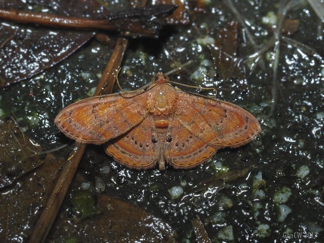 Homodes bracteigutta • © Gan Cheong Weei • CC BY-NC 4.0