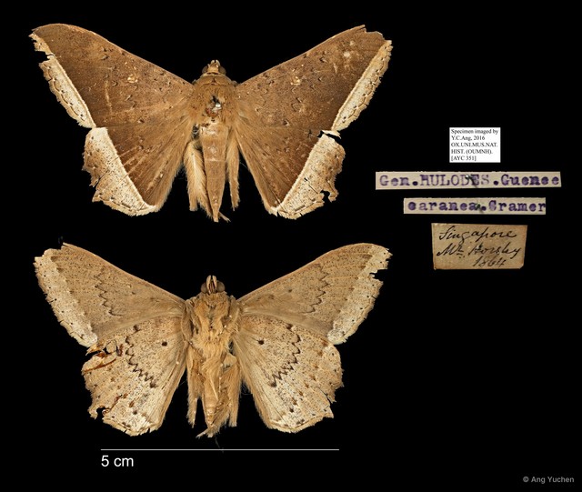 Hulodes caranea