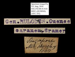 Hulodes caranea • All Rights Reserved Museum Label