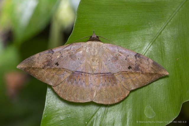Hulodes donata • © Marcus Ng Fu Chuan • CC BY-NC-ND 4.0