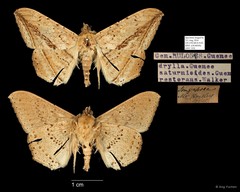 Hulodes drylla Guenée, 1852